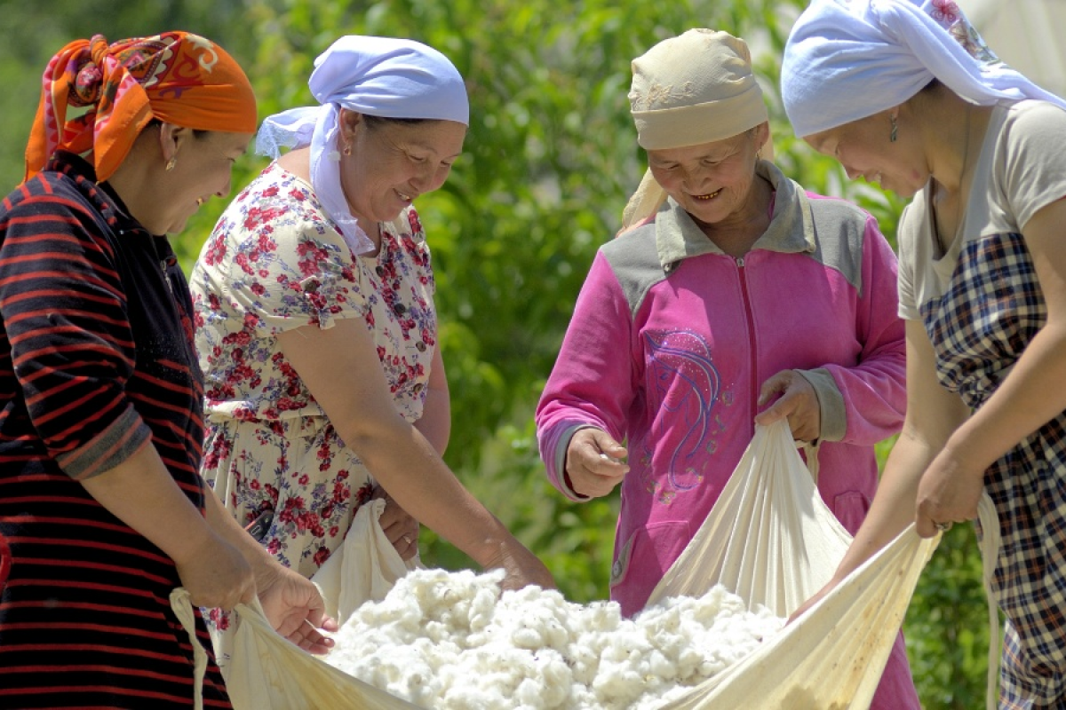 Plantagenmitarbeiterinnen sammeln die gepflückte Baumwolle in einem Leintuch.