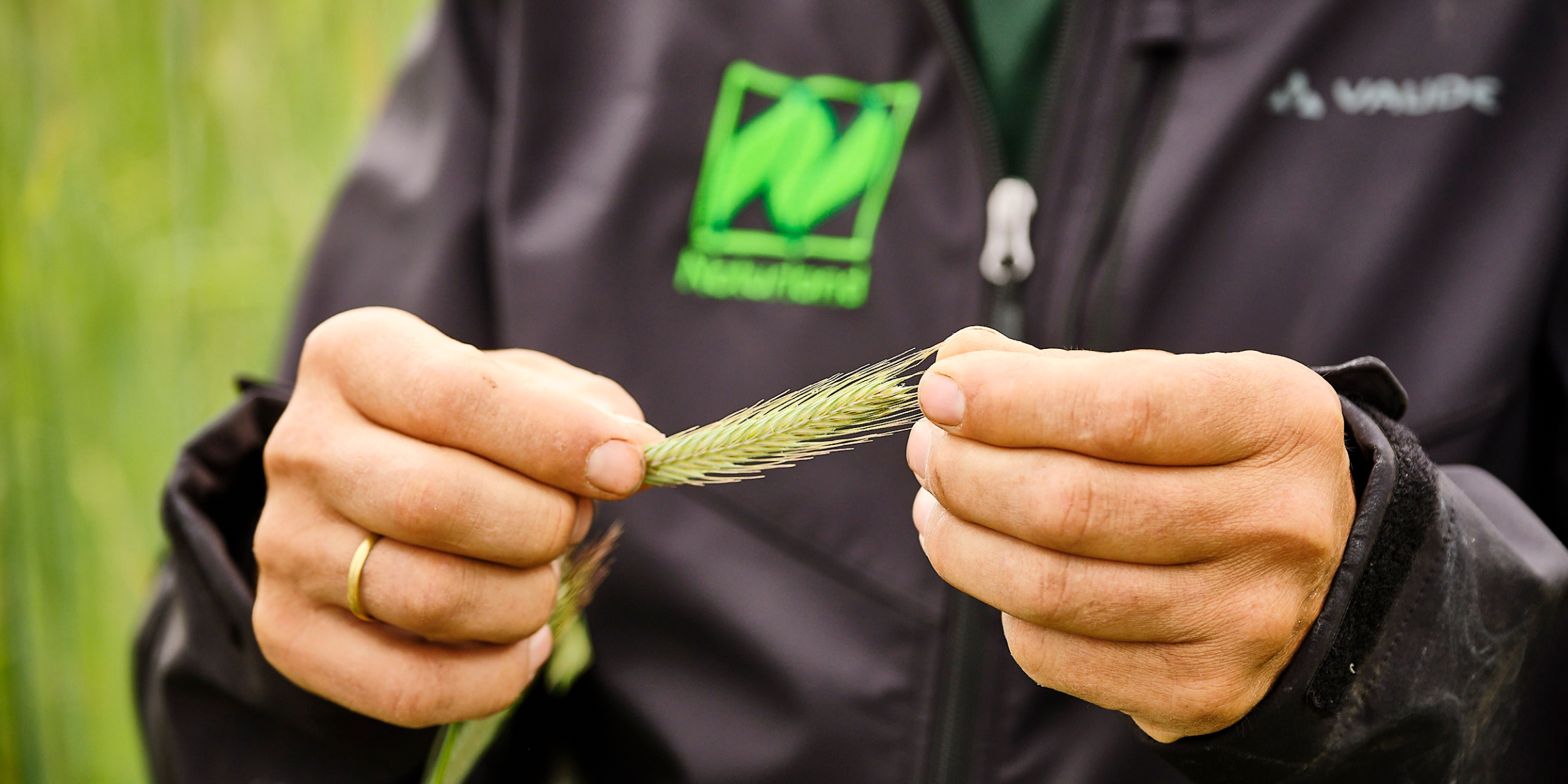 Naturland-Landwirt Georg Hau hält einen Getreidehalm in den Händen.