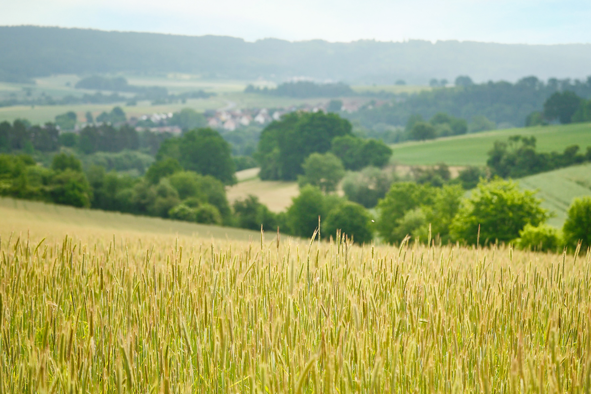 Ein Getreidefeld der Familie Hau auf einem Hügel mit Talblick.